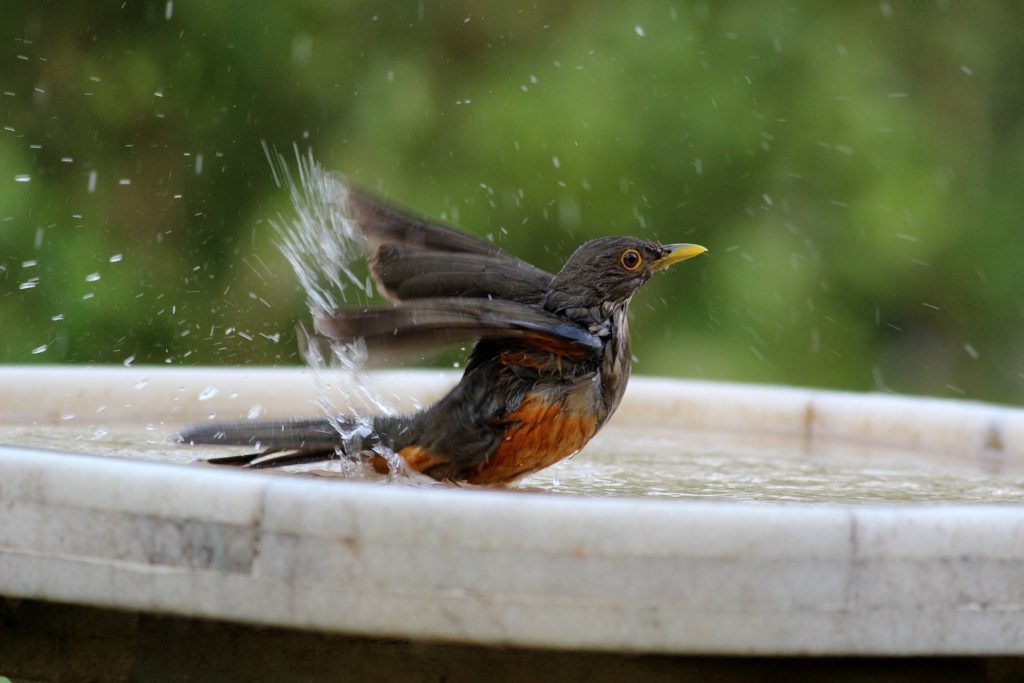 Bird bath