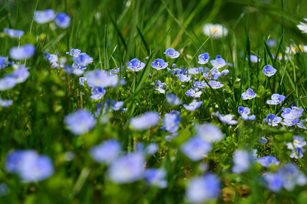 Wild flowers