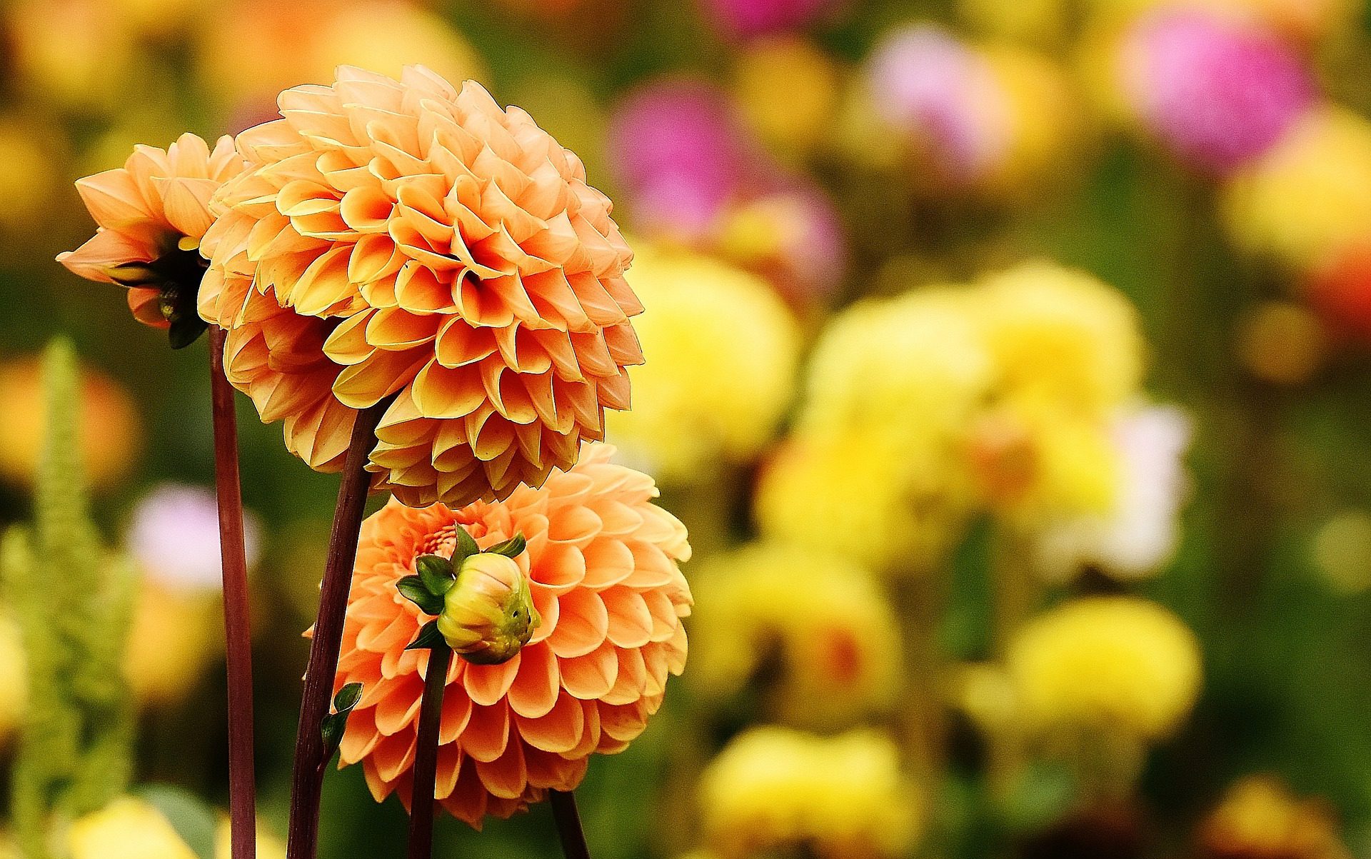 Flowers in Garden