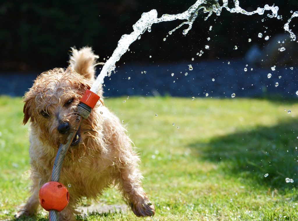 Dog having fun in the garden