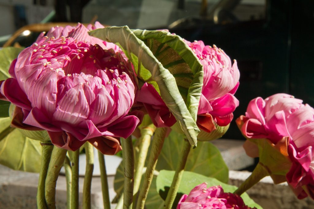 Beautifully colourful flowers