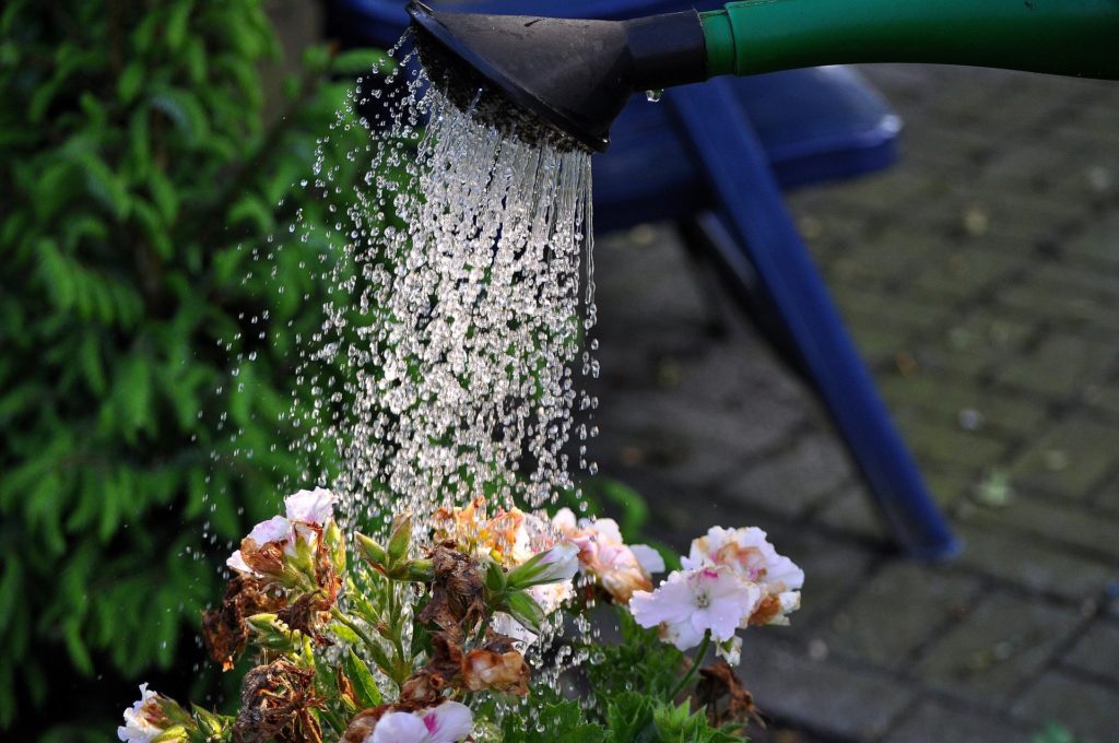 Watering plants