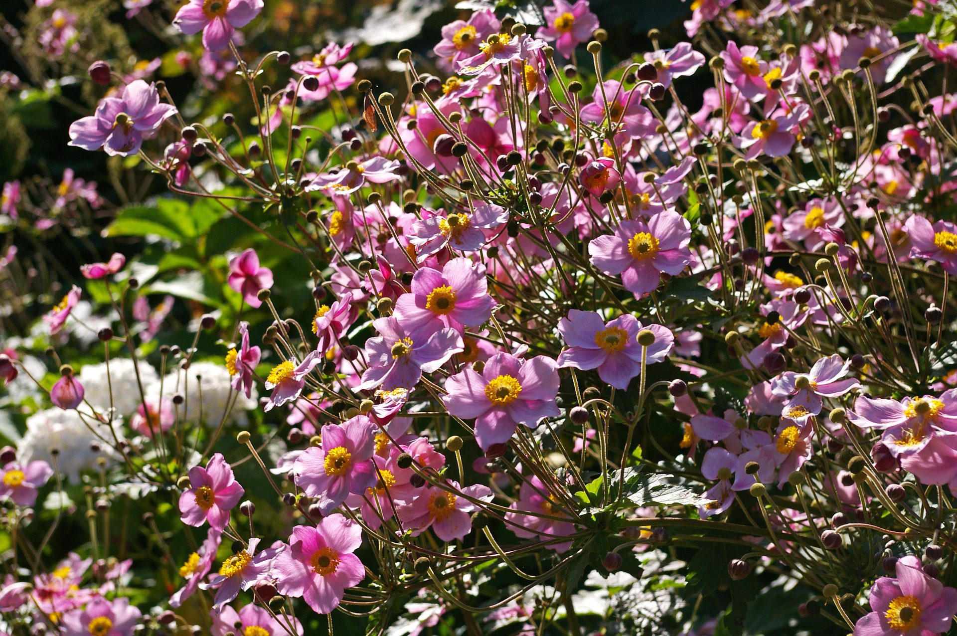 Garden Flowers