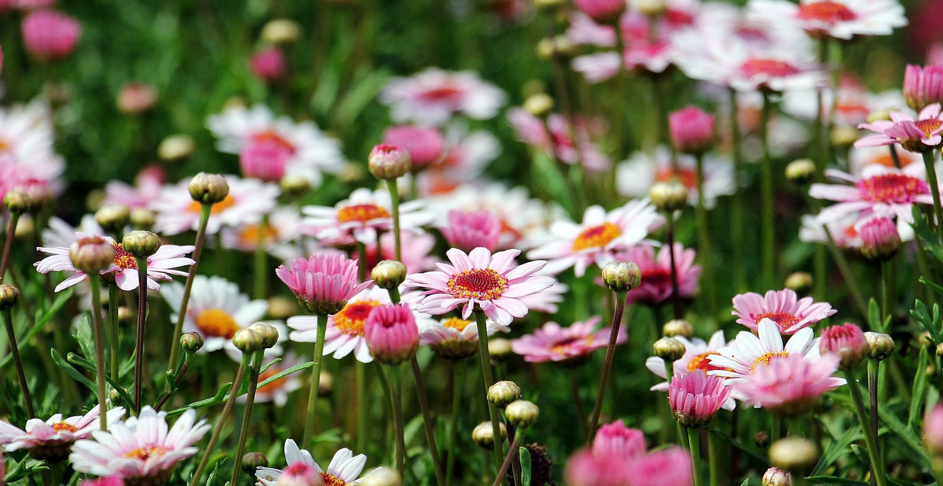 Summer Garden Flowers