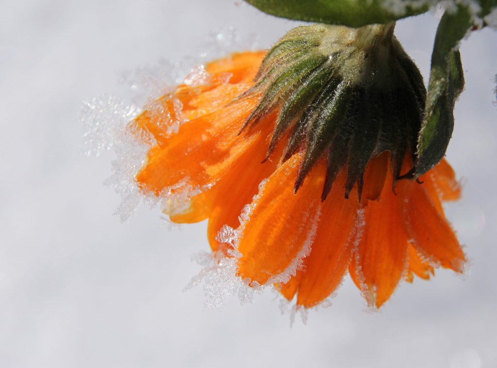 Garden Marigold with dew frost