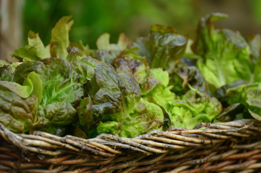 salad leaves