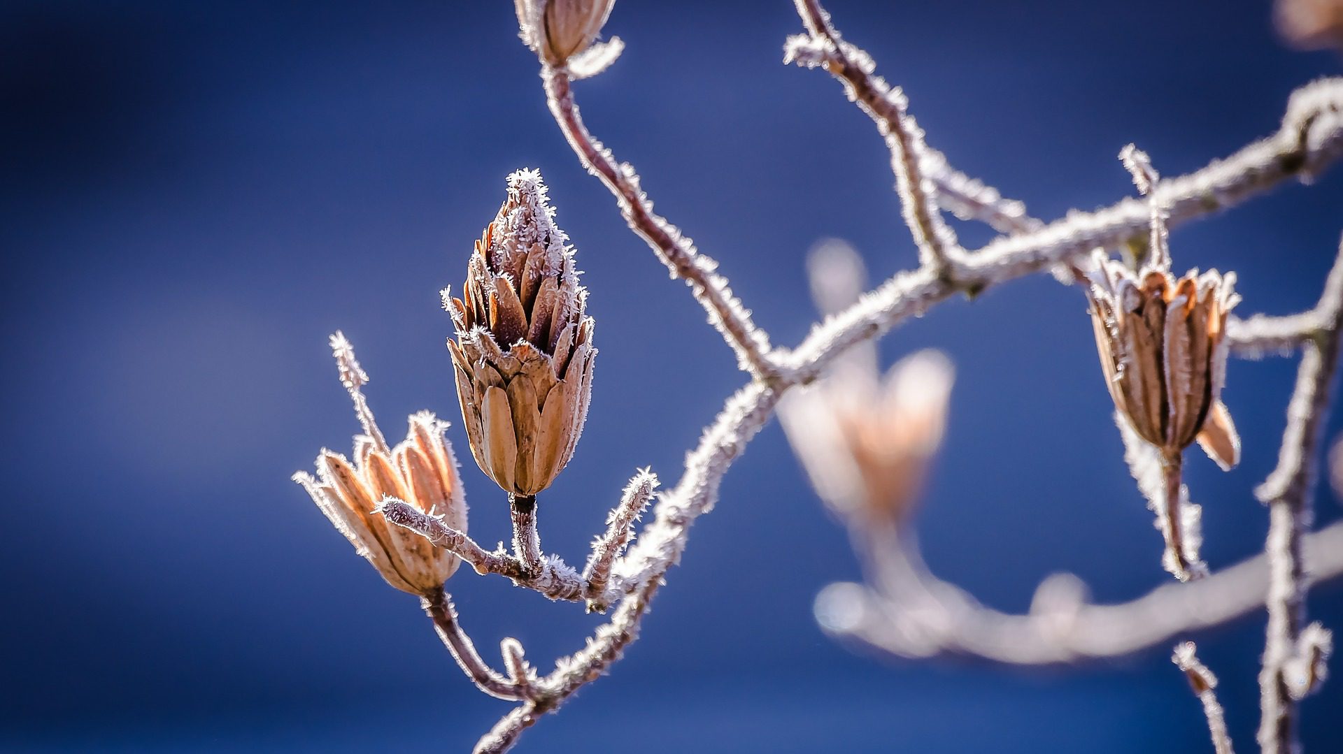 Frosty Plants