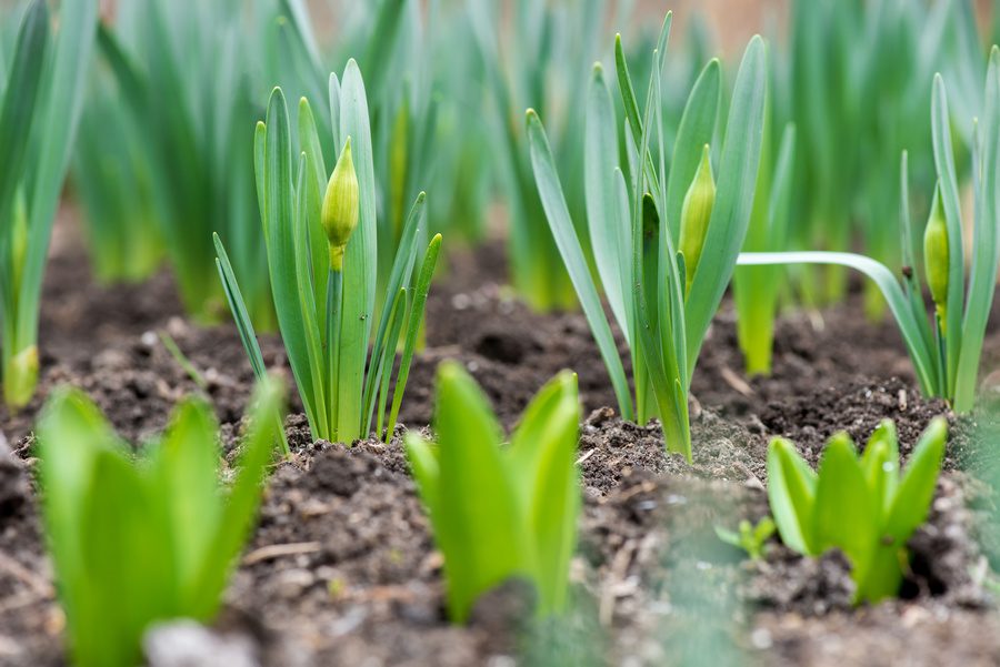 Sprouted spring flowers daffodils in early spring garden