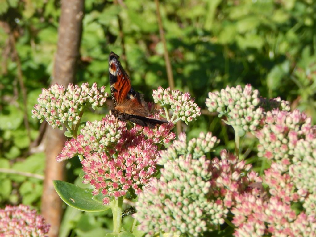 Sedum 