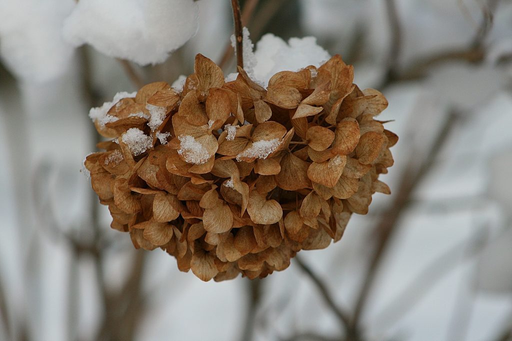 Winter garden Hydrangea