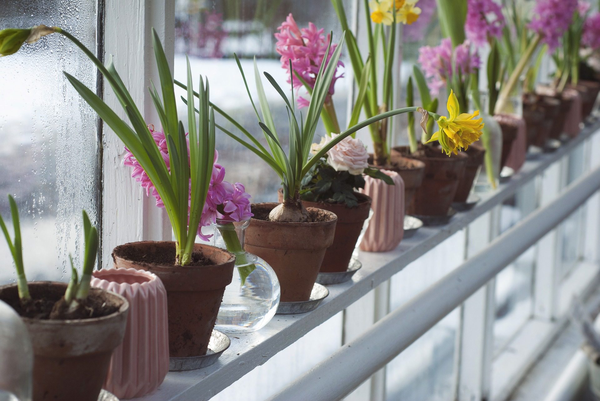 potted plants inside 