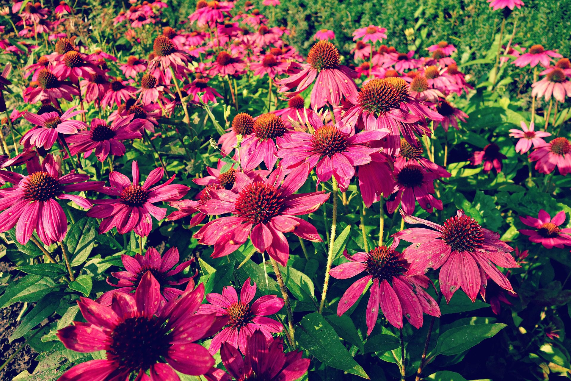 Colourful flowerbed