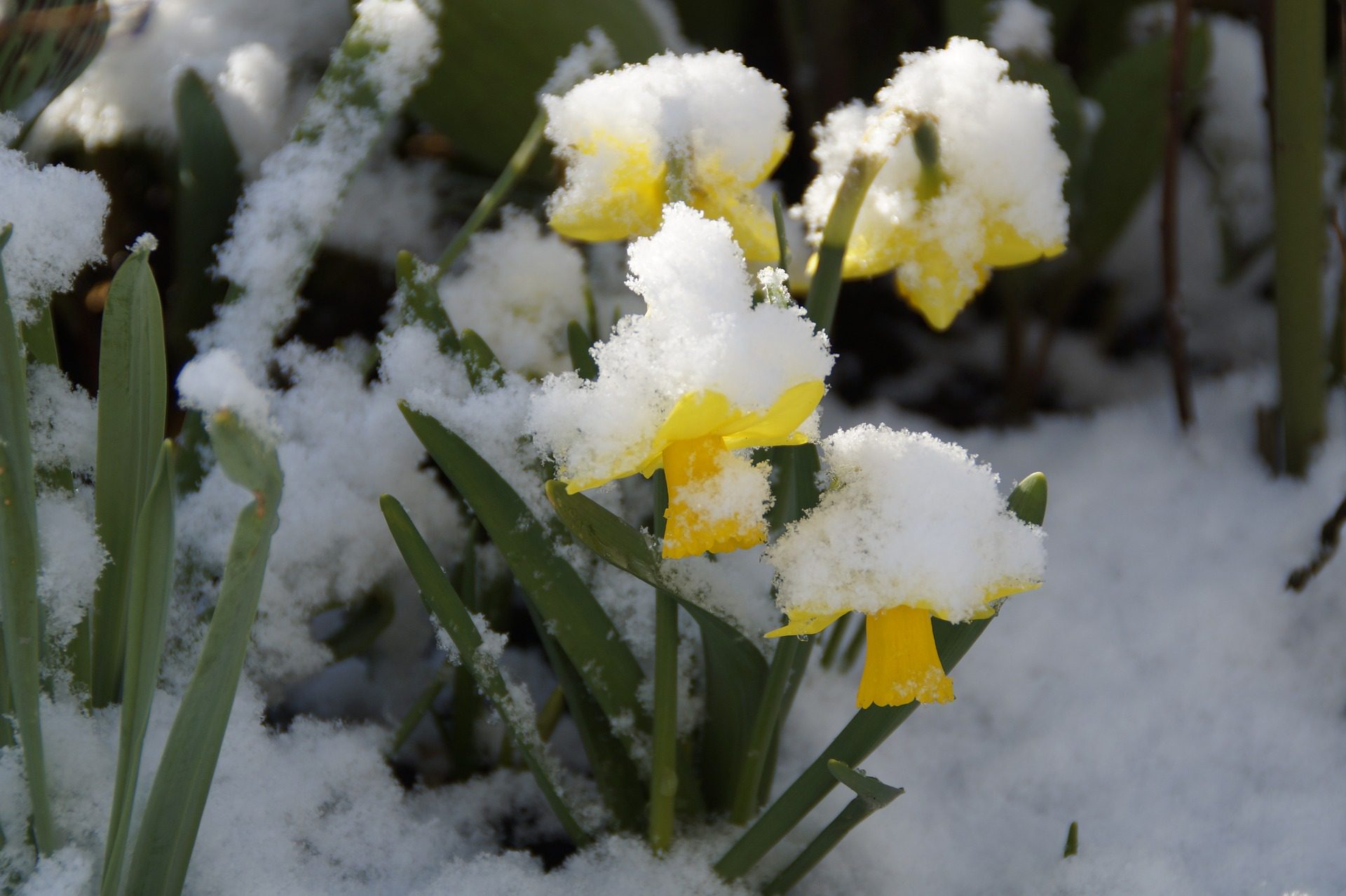 snow on flowers