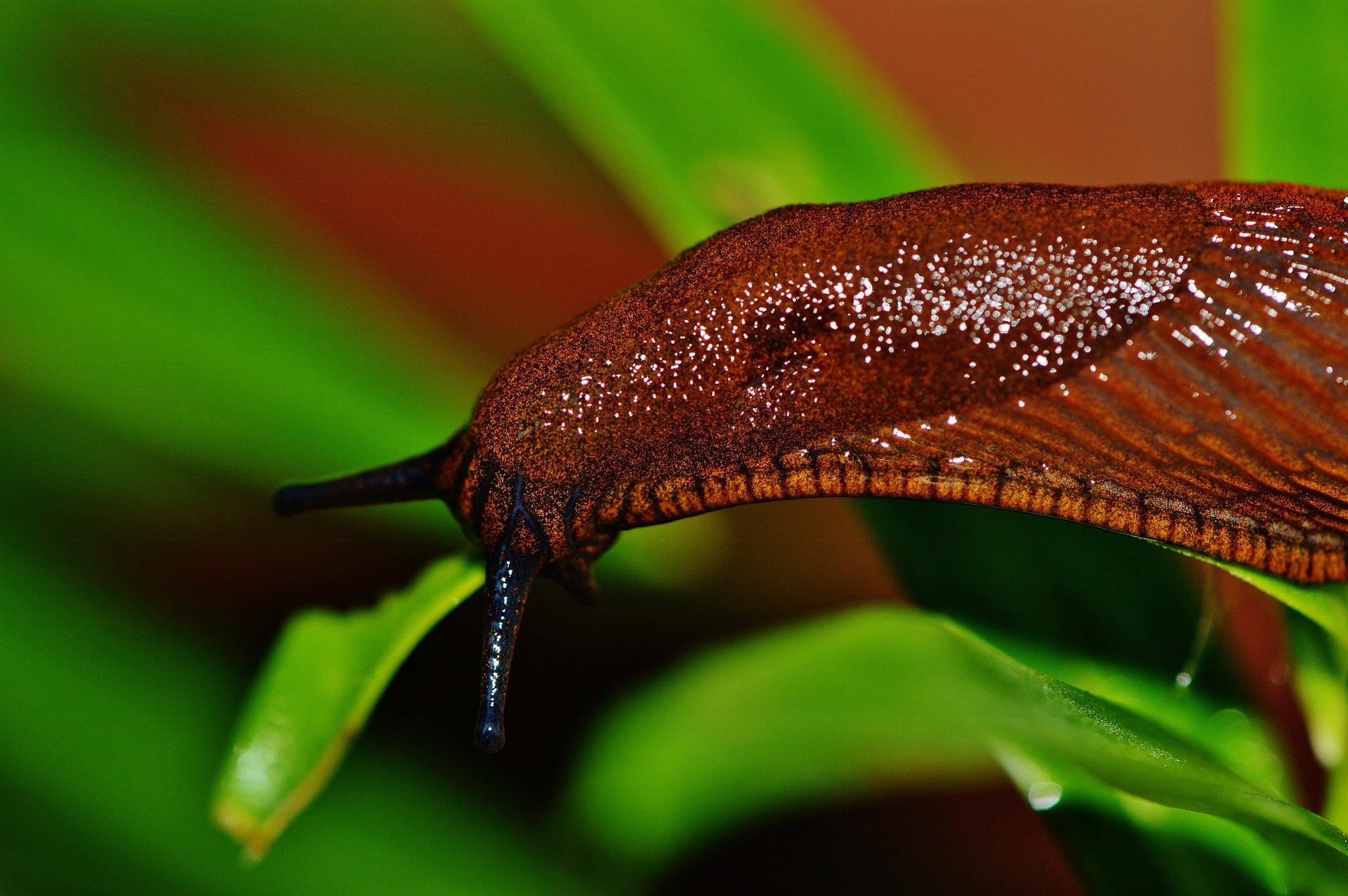 garden pest