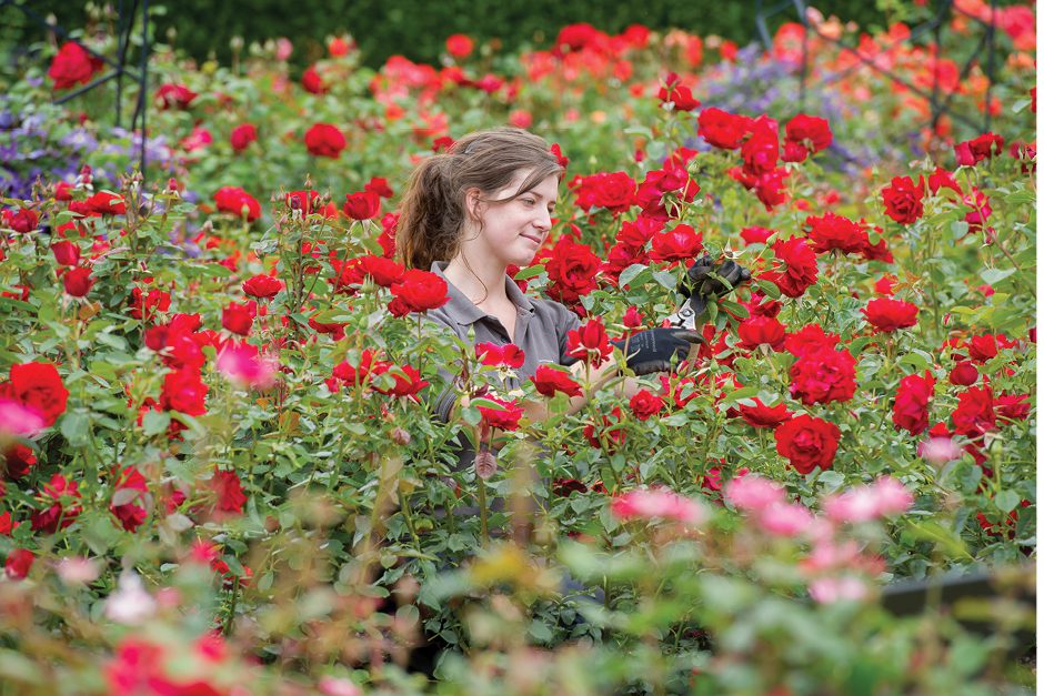 RHS Rosemoor