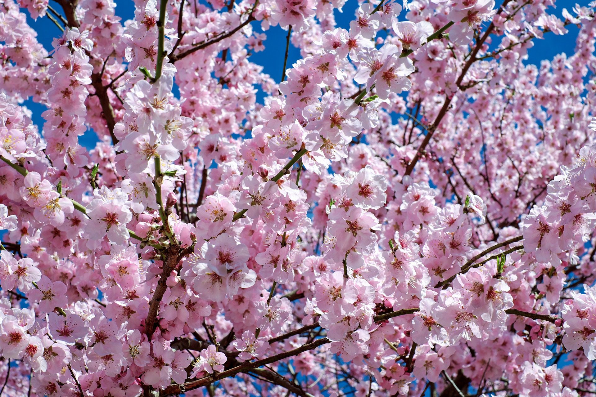 Garden - Japanese Cherry Tree